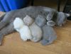 funny-animal-motherhood-photos-cats-dogs-pet-moms-3-5767d6a360b57__605.jpg.1633d6b2f8a55b537fb82e0f2bbcae36.jpg