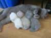 funny-animal-motherhood-photos-cats-dogs-pet-moms-3-5767d6a360b57__605.jpg