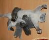 funny-animal-motherhood-photos-cats-dogs-pet-moms-4-5767d6a69d572__605.jpg