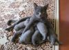 funny-animal-motherhood-photos-cats-dogs-pet-moms-7-5767d6af042d6__605.jpg