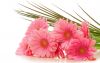 gerbera7.jpg