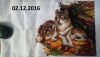 20161202_155200.jpg.b19f2785234b3940f940b20e6b356ea7.jpg
