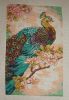 Indian Peacock 35293 5.jpg