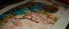 Indian Peacock 35293 8.jpg
