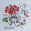 DFEA-geranium.jpg