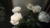 IMG_20161223_204654_3CS.jpg