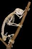 Koala_skeleton1.jpg