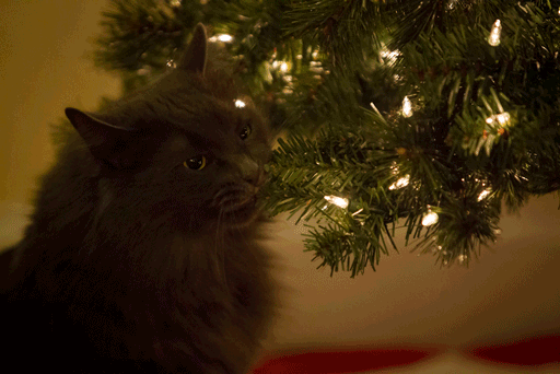 decorating-cats-destroying-trees-christmas__605.gif