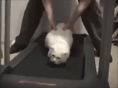 кот тренировка.gif