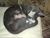 DSC01696_.thumb.jpg.d93da49d6a8b9e3dfbc0cdc3e054bd46.jpg