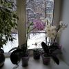 IMG_20170109_093344.jpg