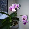 IMG_20170109_093800.jpg