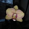 IMG_20170109_094021.jpg