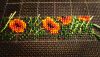 IMG_20170110_225134_345.jpg