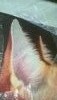 WP_20170103_14_52_10_Pro.thumb.jpg.f7a91994f90acf50a4ad8b4018528bfd.jpg?1483598600735
