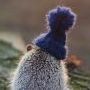 hedgehog master