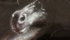 1.thumb.JPG.7dbac4cd70d91951eca055eb2181e136.JPG