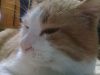10.2.thumb.jpg.99eb1353cf6456c3146f04cf85fac08d.jpg