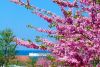 128212088_vesna.thumb.jpg.264d64ab81736ee0d156a5c955a3f6bf.jpg