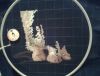 20170212_000447(1).thumb.jpg.b251012dcf50c6fa8c21133a62e9d518.jpg