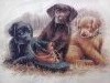 20170214_205456.thumb.jpg.fecee8be0f6b3d8e8c456c12a9a5d619.jpg?1487115554120