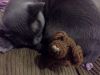 20170222_220828.thumb.jpg.4d66ced4ad821648bfb3c66f342352de.jpg