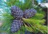 250px-Pinus_sibirica_Urals1.jpg