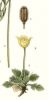 183_Papaver_dubium,_Papaver_radicatum.jpg