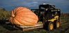 Competitive-vegetables-prize-pumpkin-631.jpg__800x600_q85_crop.jpeg