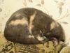 DSC01719_.thumb.jpg.b362a86010b0ae2185007f03da68db6c.jpg