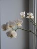 DSC01731_.thumb.jpg.0cf04ccf31ecd58268c6be88b2760a88.jpg