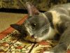 DSC01769_.thumb.jpg.008922a67d84bbe7f3c5cd4e60380263.jpg