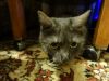 DSC01771_.thumb.jpg.e9bf40b98f33a5b9f727903aefcbfc43.jpg