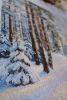 DSC_1168.JPG