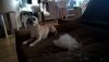 IMG-20160902-WA0006.thumb.jpg.4912fbab15d5926a4c509e0be4614a6c.jpg