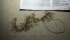 IMG-20170102-WA0000.thumb.jpg.6901ace6f2cfe290ad1dc37934782ad7.jpg