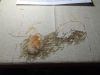 IMG-20170105-WA0001.thumb.jpg.158bf9a303494611f3ee094530f87464.jpg