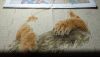 IMG-20170109-WA0000.thumb.jpg.873ec6ae25a76b593be71cd003a56c07.jpg
