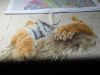 IMG-20170127-WA0000.thumb.jpg.d96cbc3b10acfd2576757ea5522093dc.jpg