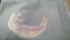 IMG-20170214-WA0004.thumb.jpeg.d28ceb134a33f74ffb2fb1067b2f10b9.jpeg