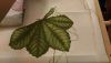IMG-20170223-WA0002.jpeg.7993d41a4b2b31c209b936f23b936332.thumb.jpeg.2a92b8848cf32a9f1b2ecd337b515b80.jpeg