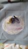 IMG-20170223-WA0003.thumb.jpeg.ec56c59509d94f8823ee45a16bf6500d.jpeg