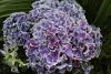 IMG_2030.thumb.JPG.71c6b0d13ffaba110e9ddeb3dbf68e69.JPG