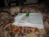 IMG_3623.thumb.JPG.7565baea9dc6db8bdfa22584352f5f05.JPG