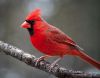 Northern-Cardinal-Birds-images-Desktop-Widescreen.thumb.jpg.3e3f3433f27280677ed870c7529949a2.jpg