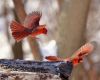 beautiful-bird-cardinal-fly-ice-orange-Favim.com-102739.thumb.jpg.f5885d1e5a71d577c4b13925f7603dd9.jpg