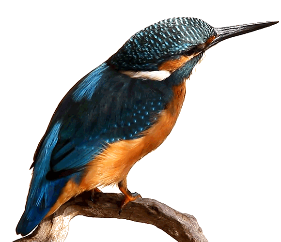 kingfisher_by_luisbc-d5zblft.thumb.gif.8853288318f6b3f420af4caa3662bf57.gif
