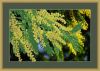 l-325-mimoza-nabor-galla-collection.thumb.jpg.d6725b7913a6b3b06abcea1c9d33fd05.jpg