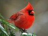 red-cardinal-bird-facts.thumb.jpg.67c1c3049b3dadfdb5dc697c032b6d1c.jpg