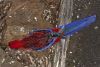 rosella-10-768x512.thumb.jpg.53a81d2203bf88a47e5812ad2906e903.jpg